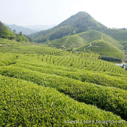 Spring Premium Organic Longjing Green Tea